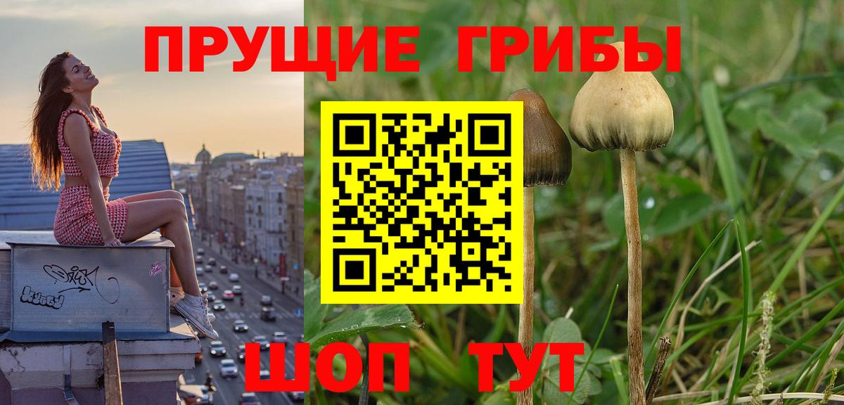 Галлюциногенные грибы Psilocybe  Псилоцибиновые грибы GOLDEN TEACHER  Вход с VPN  Кисловодск 